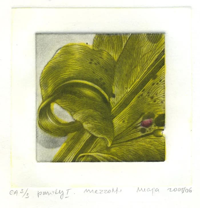 Lily miracle flower, 2008 — 2