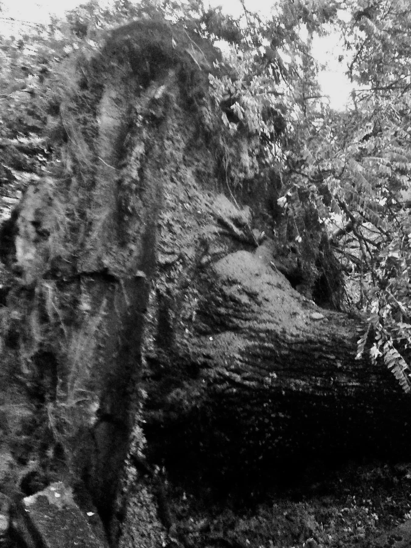 Natura, 2015 — It grows so, 2