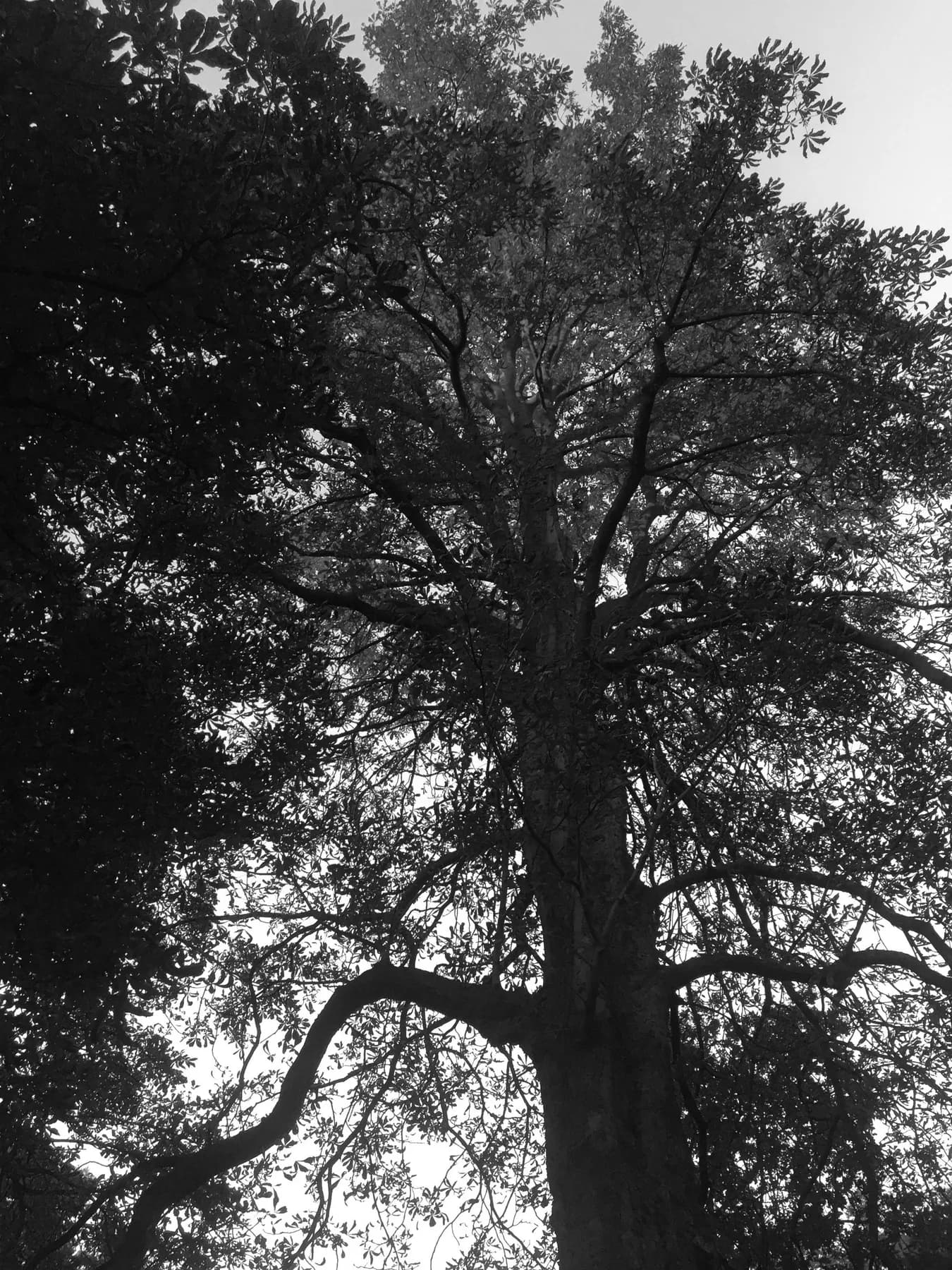 Natura, 2015 — It grows so, 3