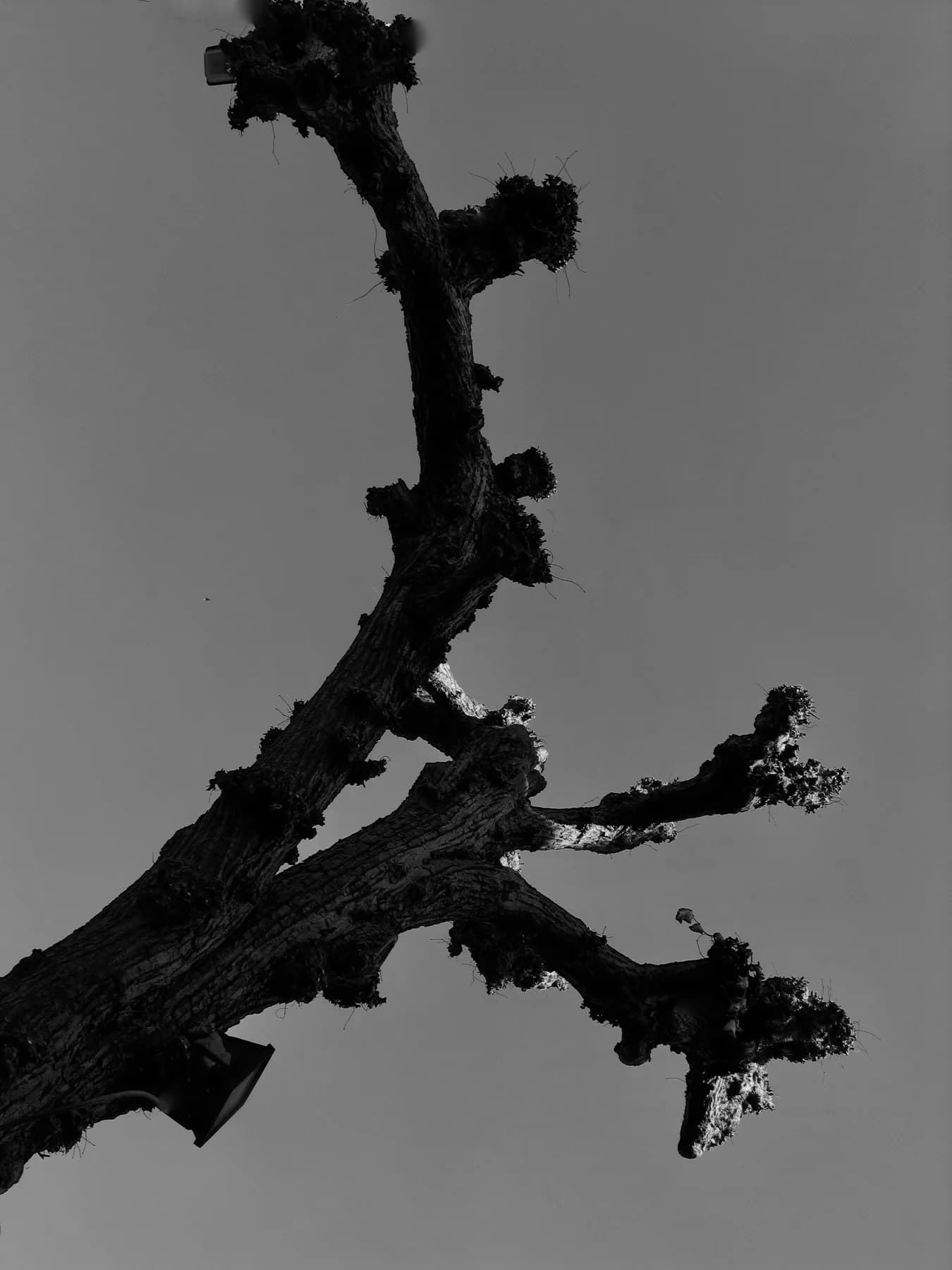 Natura, 2015 — It grows so, 4