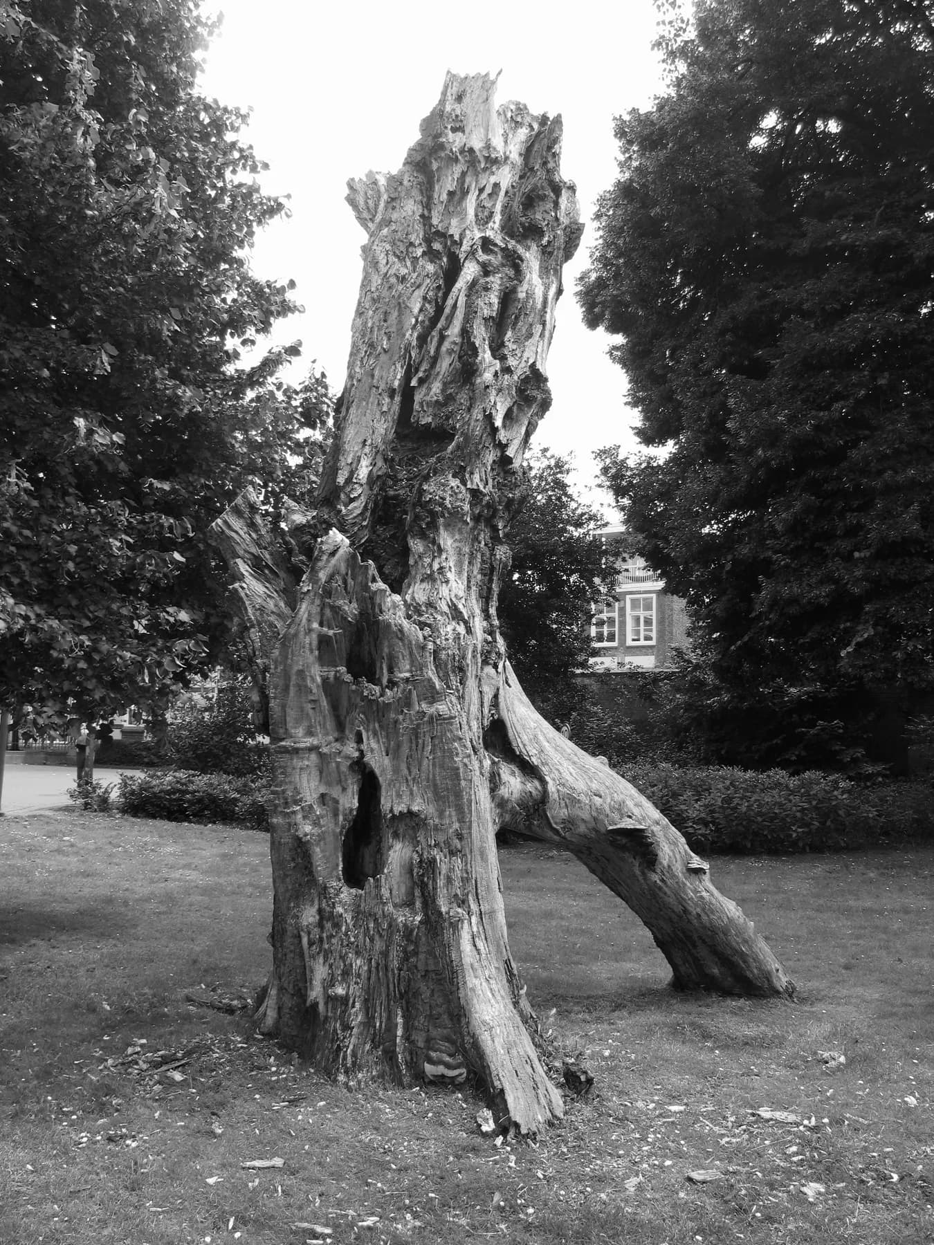 Natura, 2015 — It grows so, 6