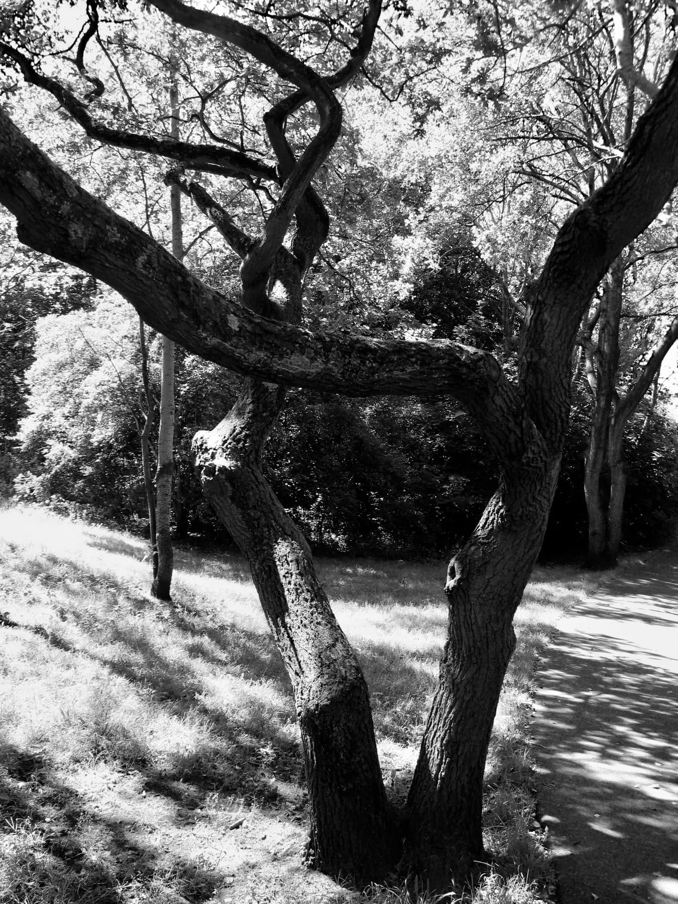 Natura, 2015 — It grows so, 7