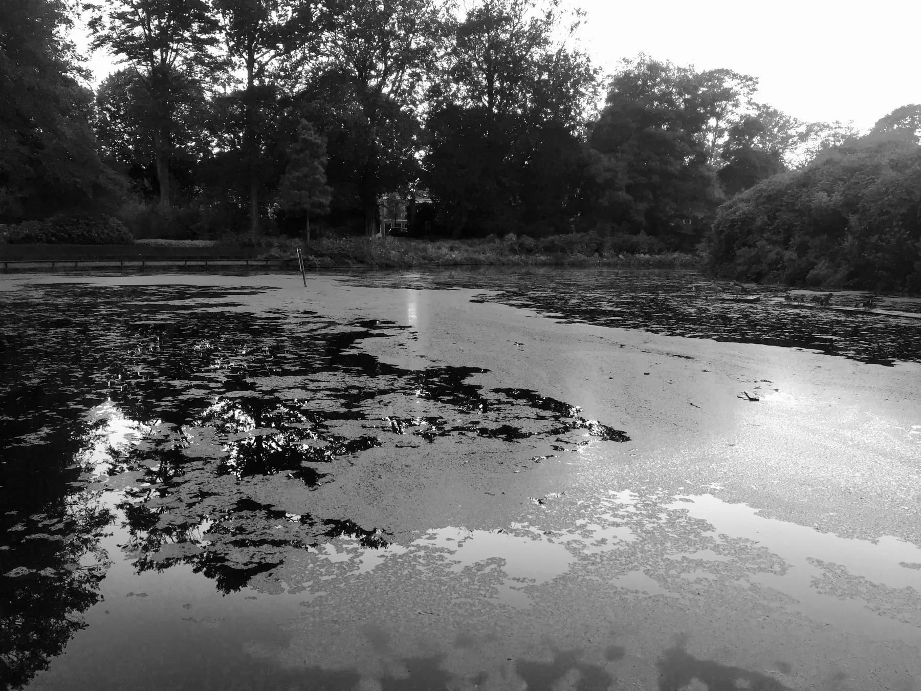 Natura, 2015 — Swamp, 14
